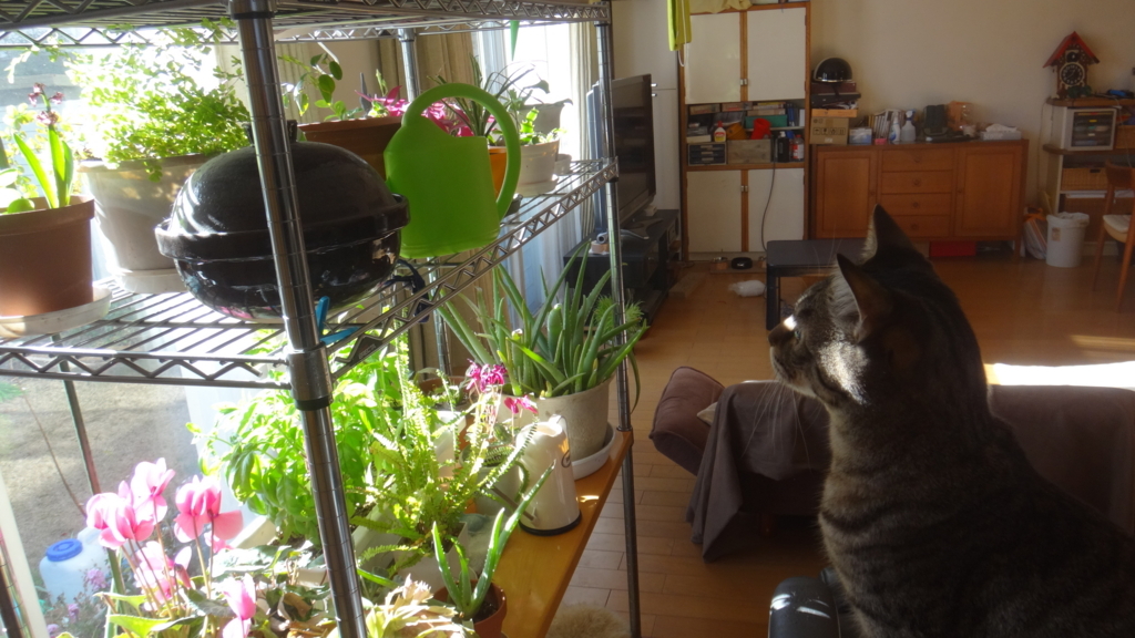 f:id:cafelegume:20171230010549j:plain f:id:cafelegume:20171230010549j:plain