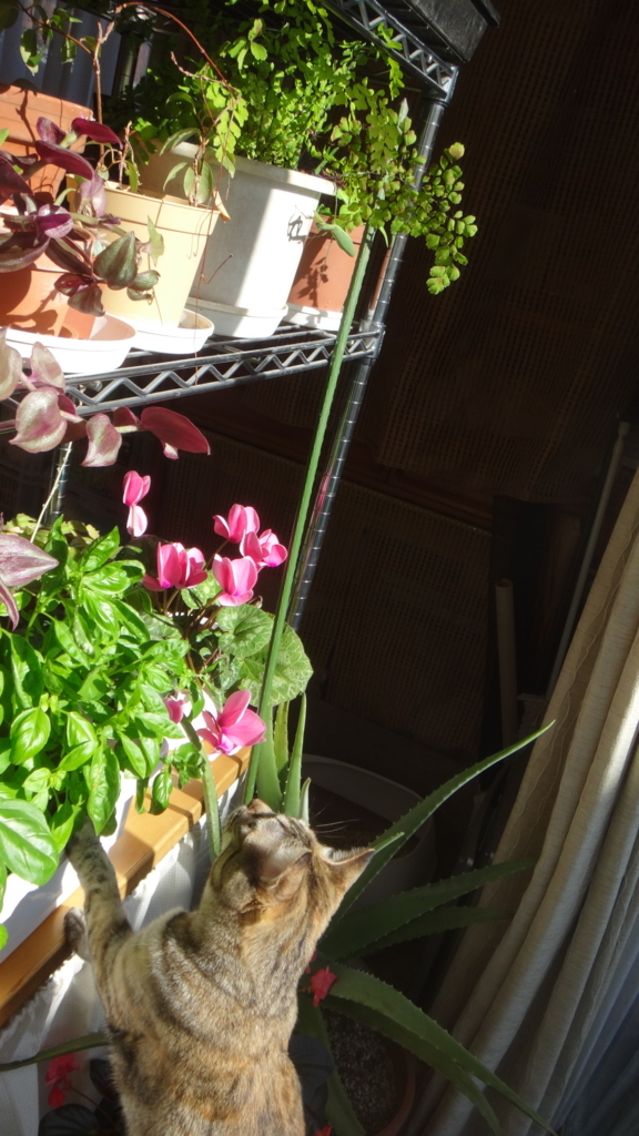 f:id:cafelegume:20171230011200j:plain f:id:cafelegume:20171230011200j:plain