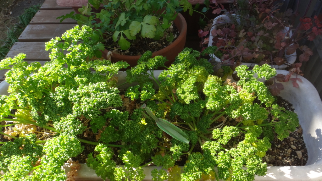 f:id:cafelegume:20171230011650j:plain f:id:cafelegume:20171230011650j:plain