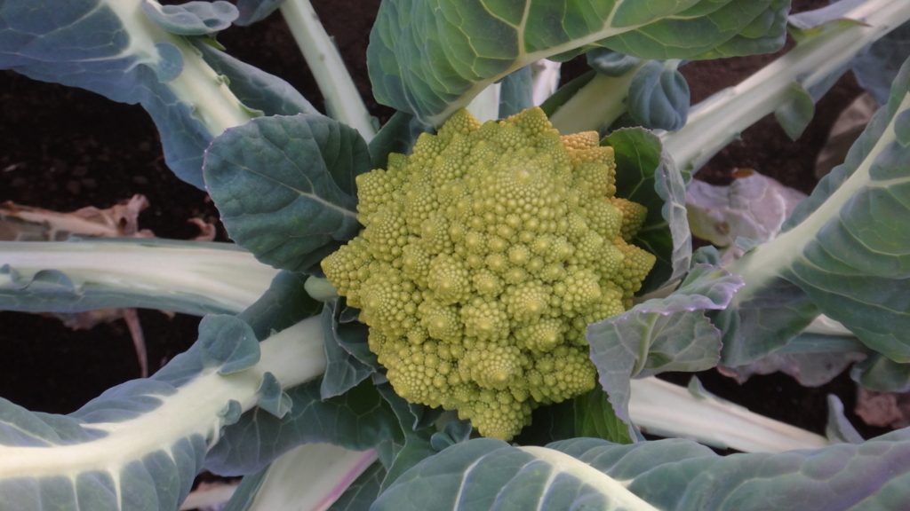 f:id:cafelegume:20171230014514j:plain