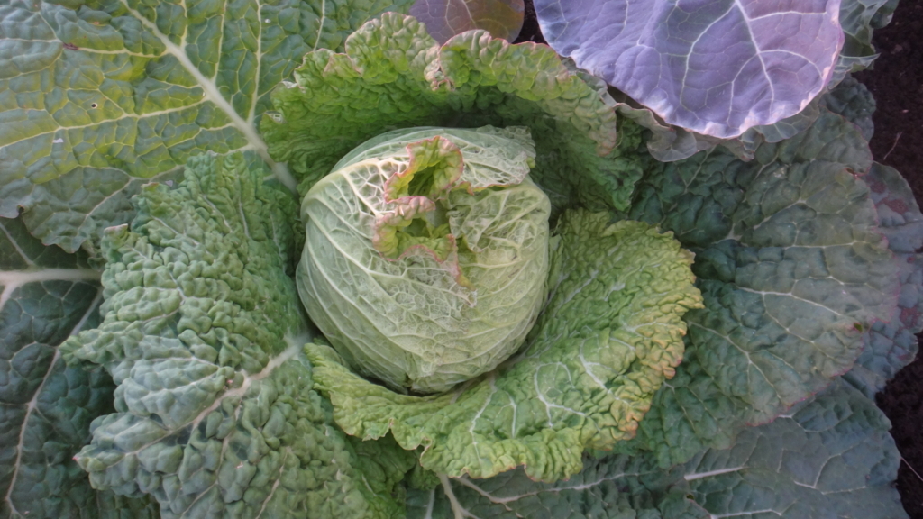 f:id:cafelegume:20171230014739j:plain