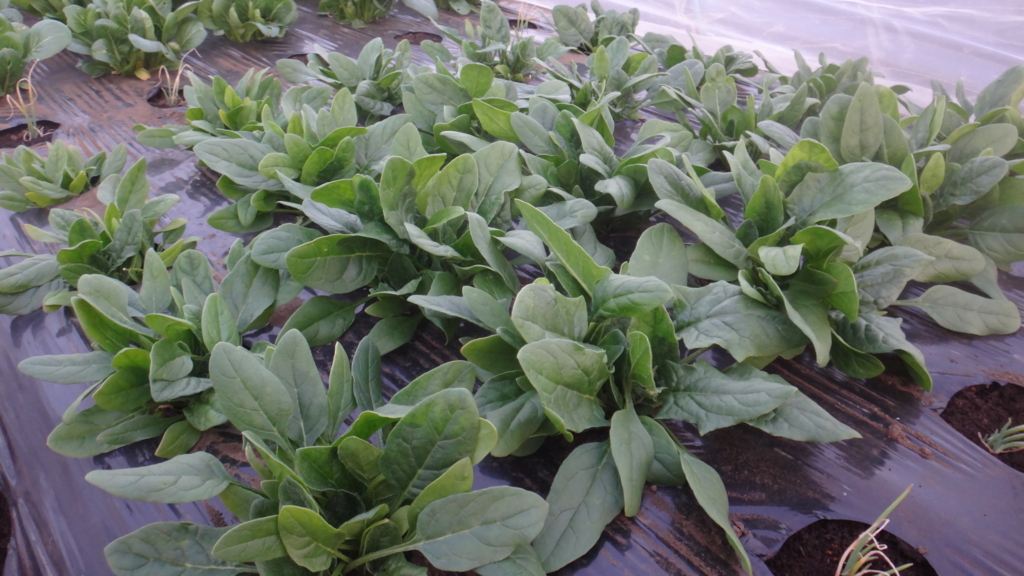 f:id:cafelegume:20171230015133j:plain