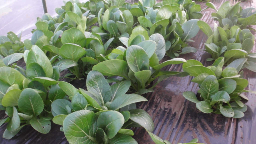 f:id:cafelegume:20171230015248j:plain