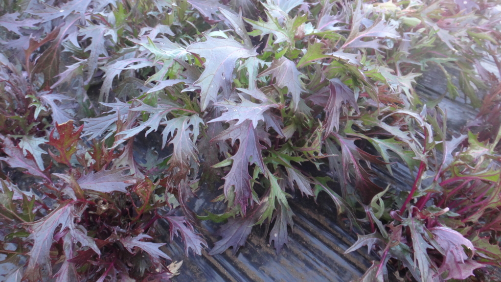 f:id:cafelegume:20171230015529j:plain