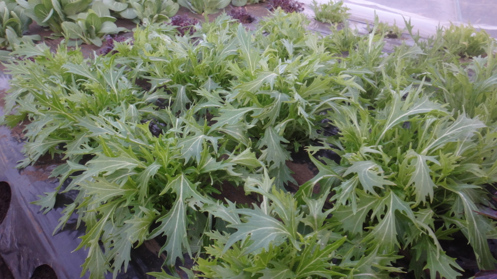 f:id:cafelegume:20171230015631j:plain