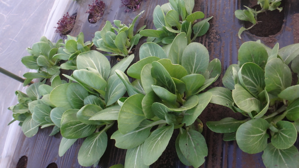 f:id:cafelegume:20171230015755j:plain