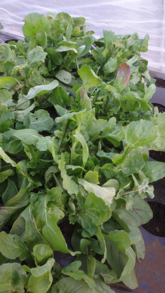 f:id:cafelegume:20171230015838j:plain