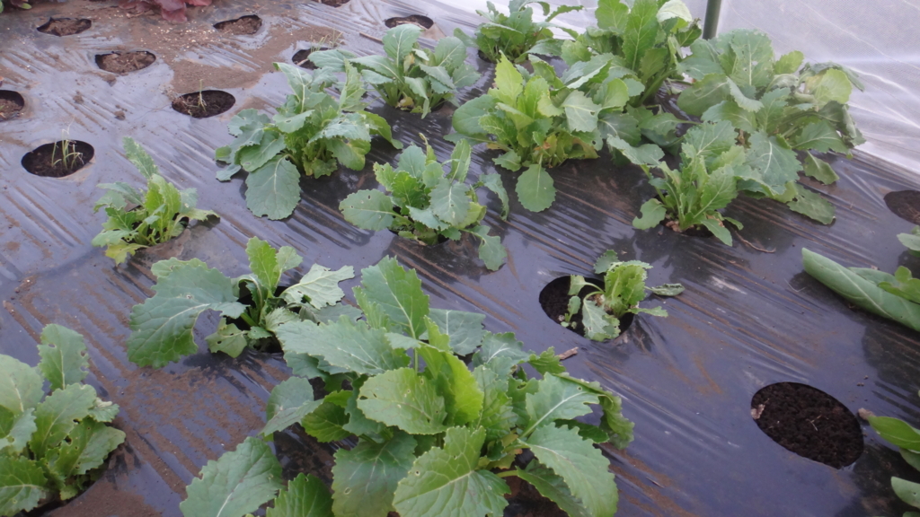 f:id:cafelegume:20171230020124j:plain