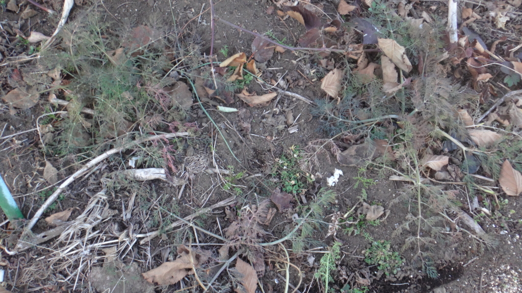 f:id:cafelegume:20171230020747j:plain