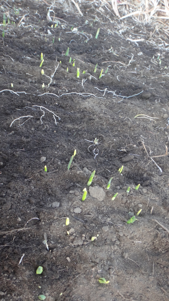 f:id:cafelegume:20171230021008j:plain