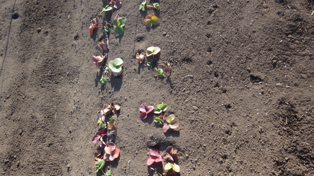 f:id:cafelegume:20171230021919j:plain