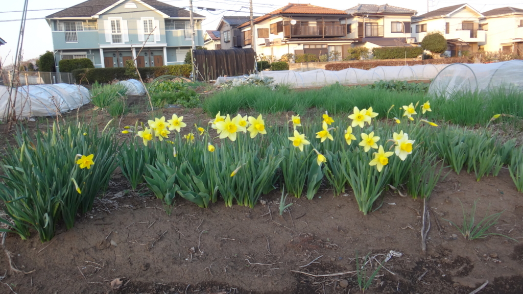 f:id:cafelegume:20180318225848j:plain f:id:cafelegume:20180318225848j:plain