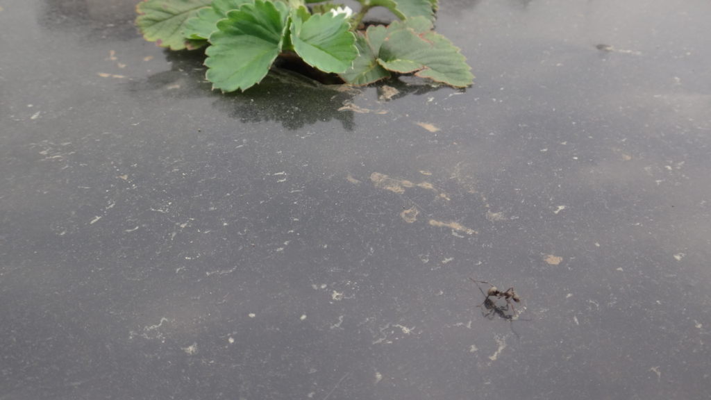 f:id:cafelegume:20180320195441j:plain f:id:cafelegume:20180320195441j:plain