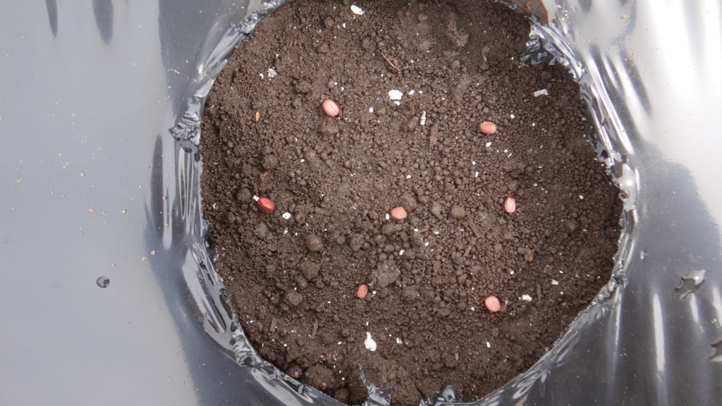 f:id:cafelegume:20180320214539j:plain f:id:cafelegume:20180320214539j:plain