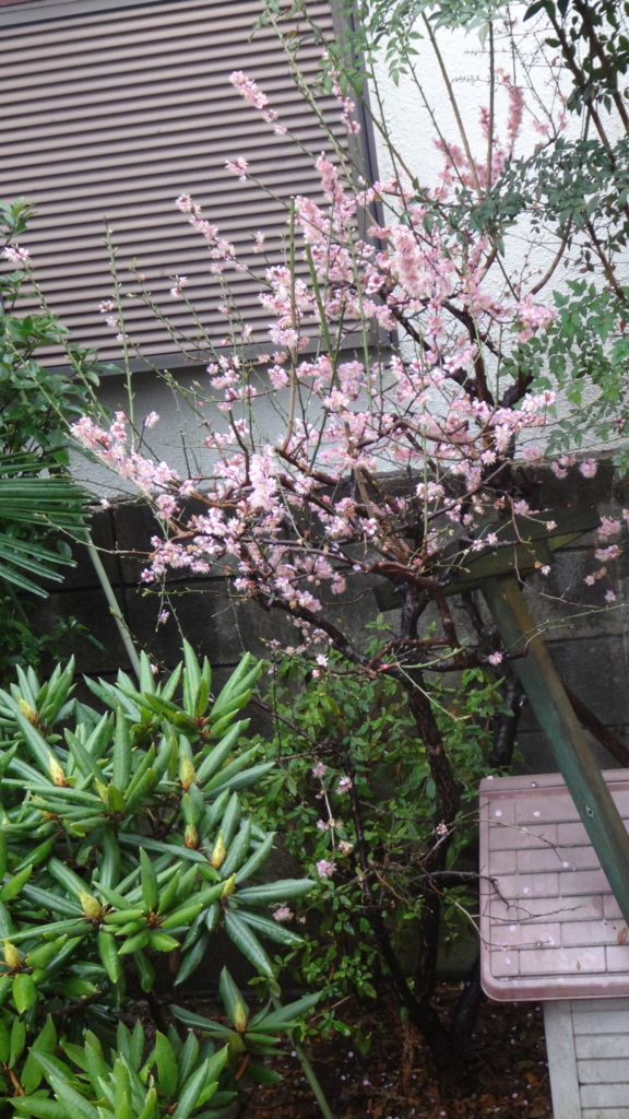 f:id:cafelegume:20180320224253j:plain