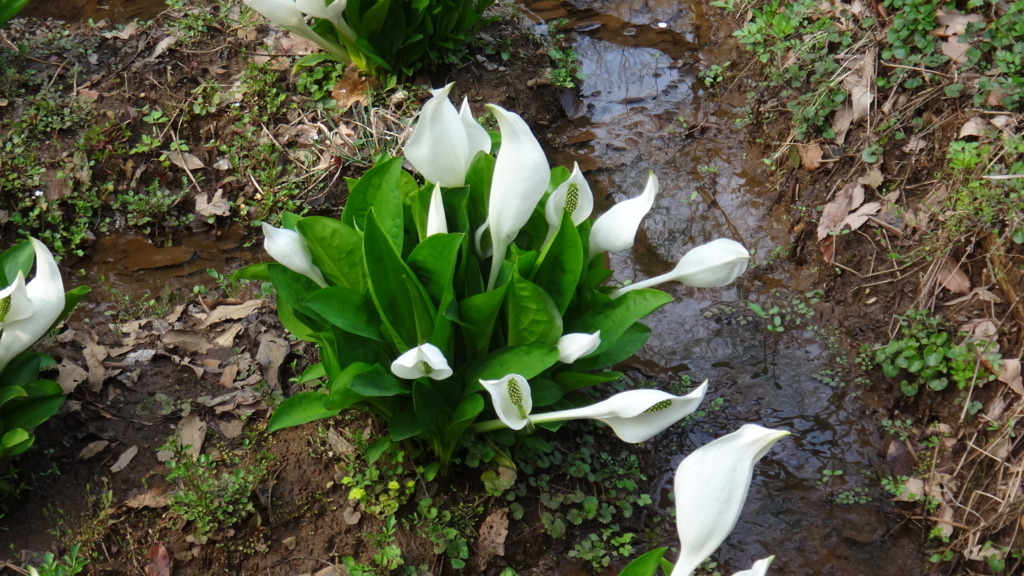 f:id:cafelegume:20180328220251j:plain