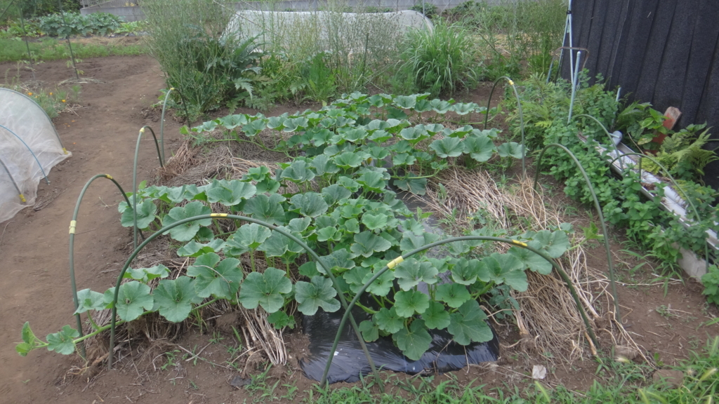 f:id:cafelegume:20180605212724j:plain f:id:cafelegume:20180605212724j:plain