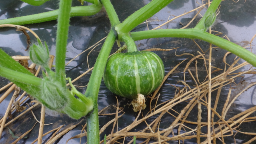 f:id:cafelegume:20180605212926j:plain f:id:cafelegume:20180605212926j:plain