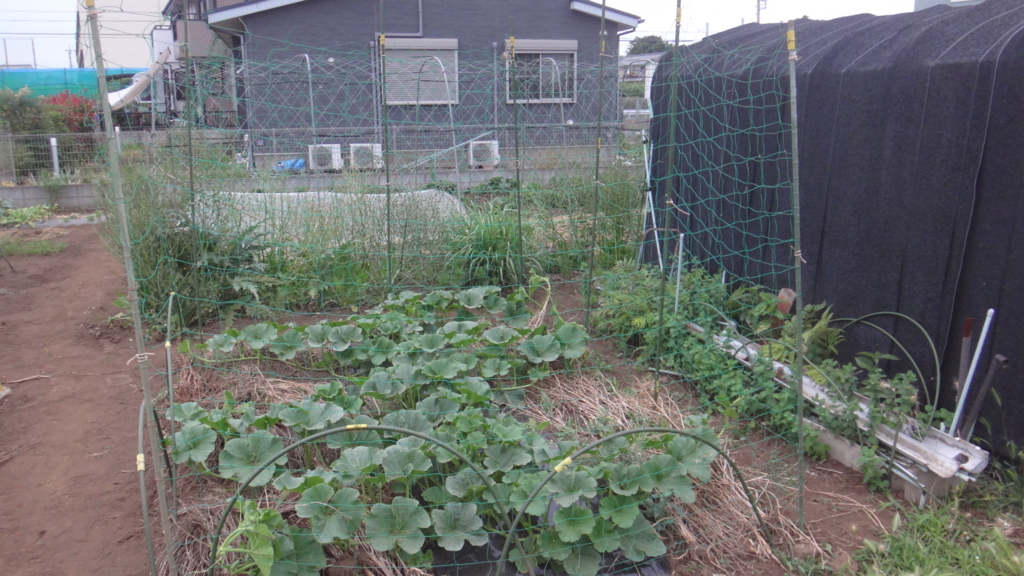 f:id:cafelegume:20180605213659j:plain f:id:cafelegume:20180605213659j:plain