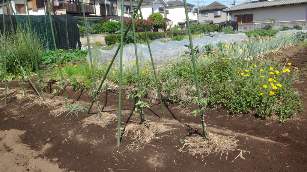 f:id:cafelegume:20180607213846j:plain