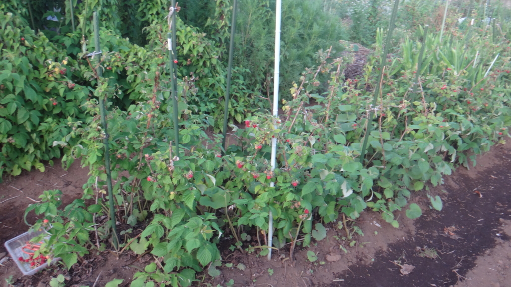 f:id:cafelegume:20180607234542j:plain