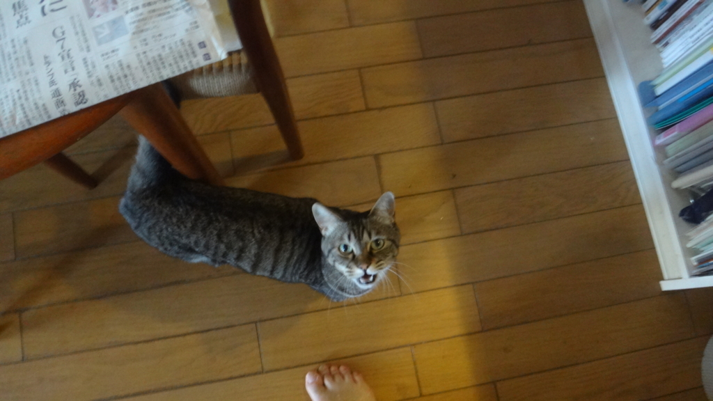 f:id:cafelegume:20180611210314j:plain