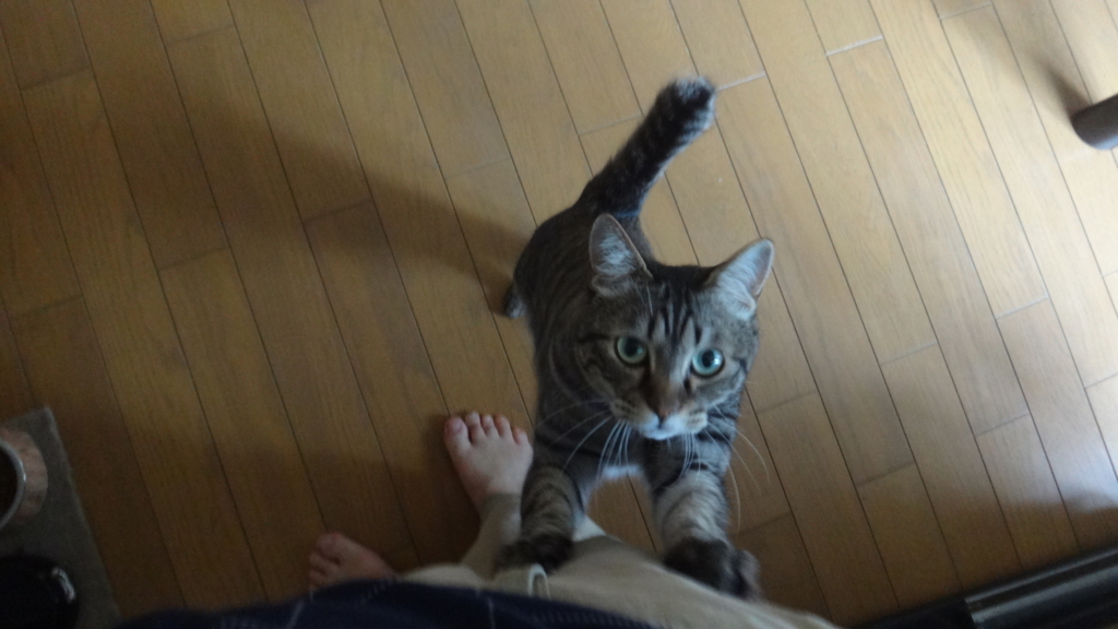 f:id:cafelegume:20180611210425j:plain