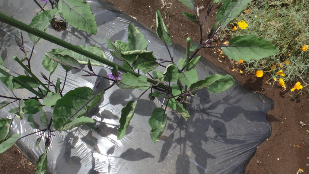 f:id:cafelegume:20180614223818j:plain
