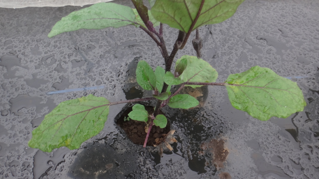 f:id:cafelegume:20180615211658j:plain