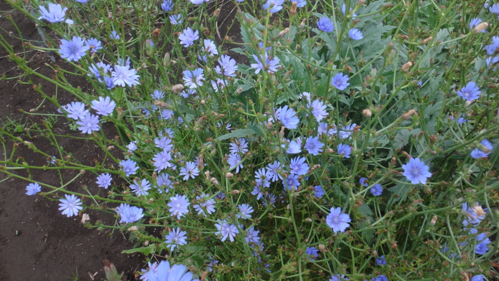 f:id:cafelegume:20180615220830j:plain