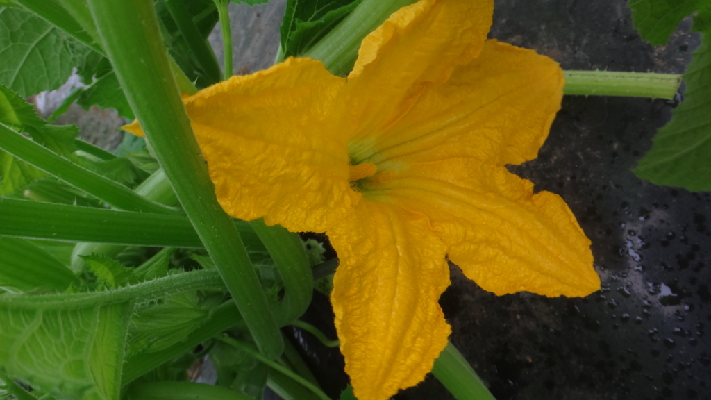 f:id:cafelegume:20180615221940j:plain