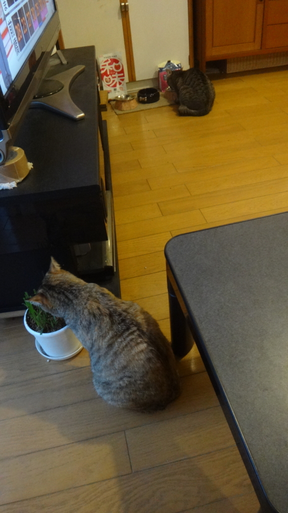 f:id:cafelegume:20180621224003j:plain