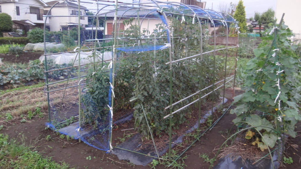 f:id:cafelegume:20180622214302j:plain f:id:cafelegume:20180622214302j:plain