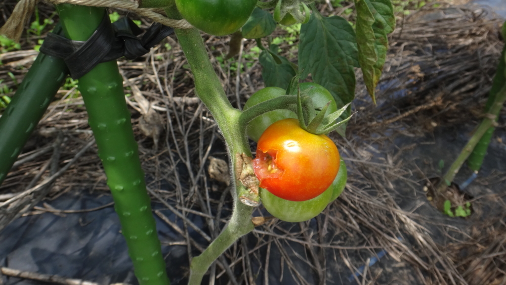 f:id:cafelegume:20180622215859j:plain f:id:cafelegume:20180622215859j:plain