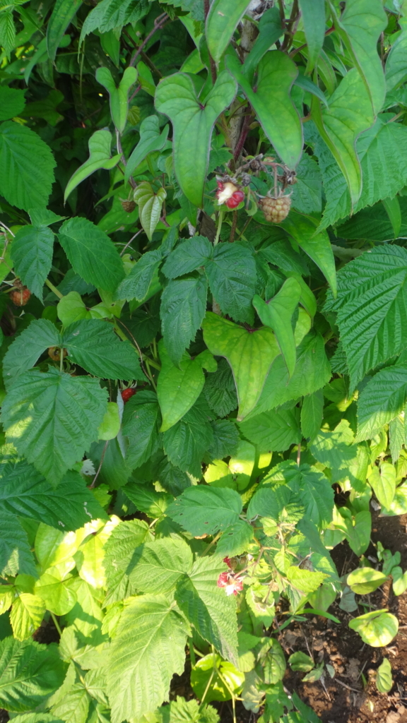 f:id:cafelegume:20180622220655j:plain f:id:cafelegume:20180622220655j:plain