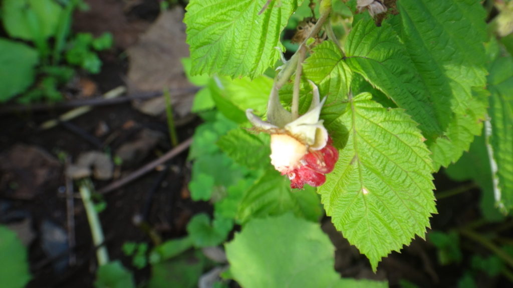 f:id:cafelegume:20180622220950j:plain f:id:cafelegume:20180622220950j:plain