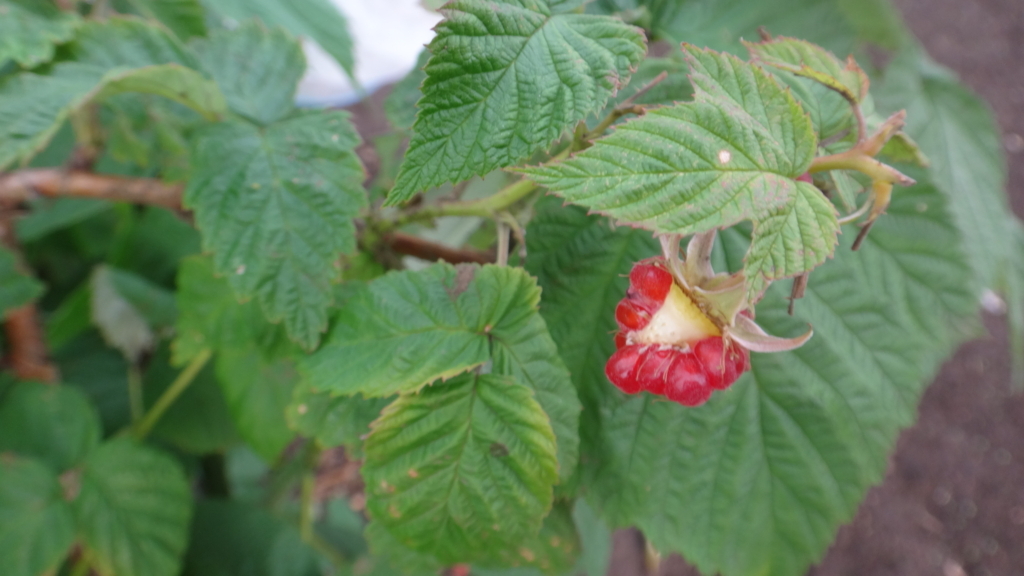 f:id:cafelegume:20180622221103j:plain f:id:cafelegume:20180622221103j:plain