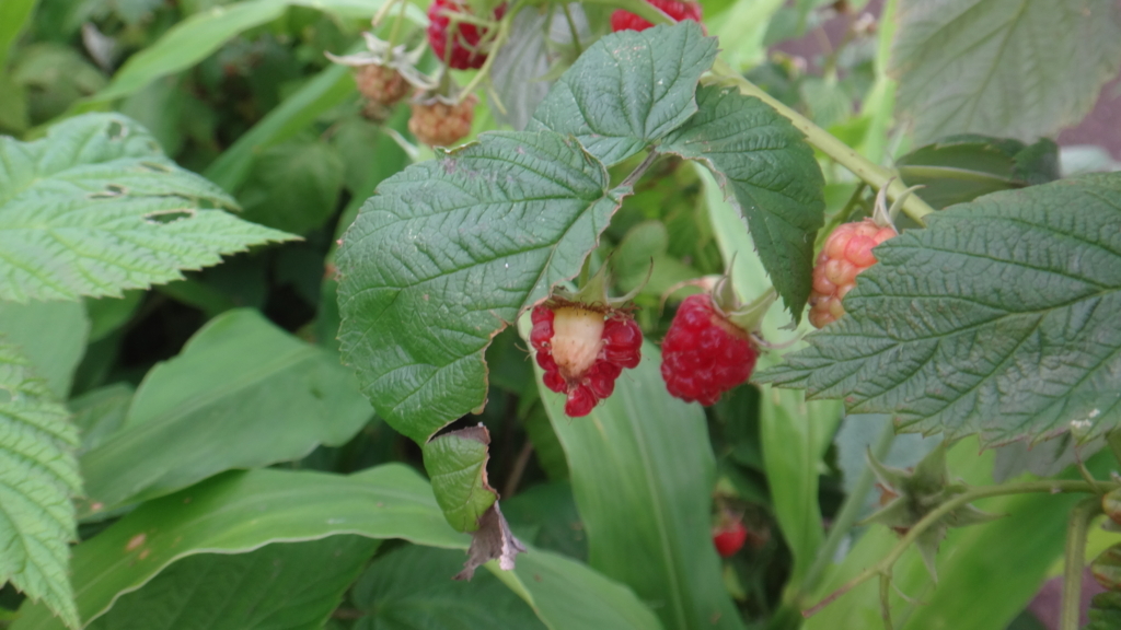 f:id:cafelegume:20180622221724j:plain f:id:cafelegume:20180622221724j:plain