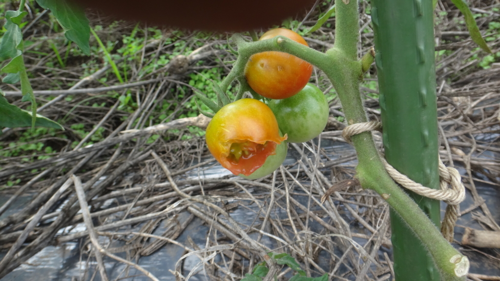 f:id:cafelegume:20180622223636j:plain f:id:cafelegume:20180622223636j:plain