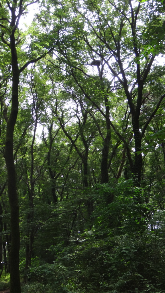 f:id:cafelegume:20180622225704j:plain f:id:cafelegume:20180622225704j:plain