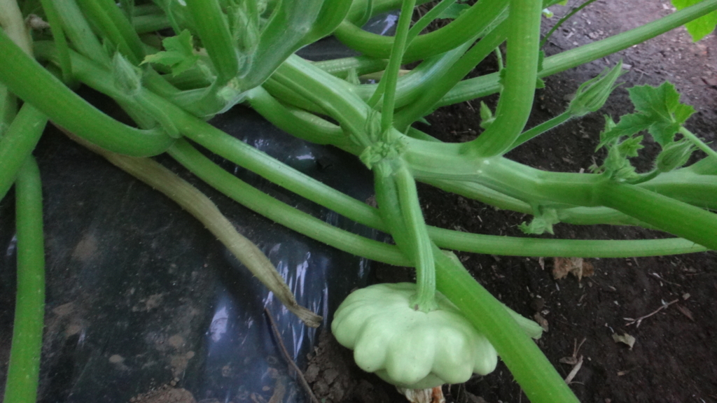 f:id:cafelegume:20180627233111j:plain f:id:cafelegume:20180627233111j:plain