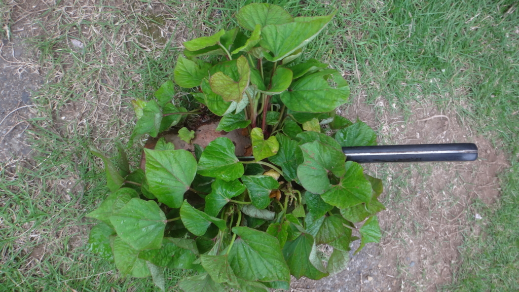 f:id:cafelegume:20180628203624j:plain f:id:cafelegume:20180628203624j:plain