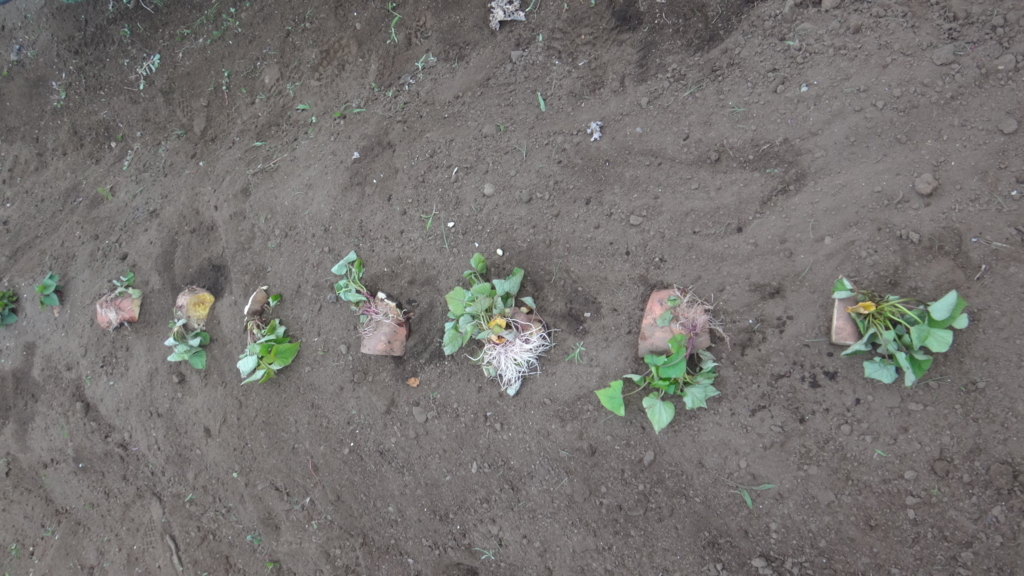 f:id:cafelegume:20180628204742j:plain f:id:cafelegume:20180628204742j:plain