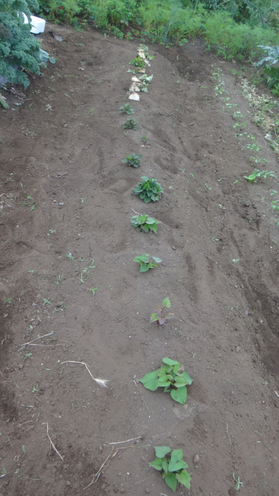 f:id:cafelegume:20180628205147j:plain f:id:cafelegume:20180628205147j:plain