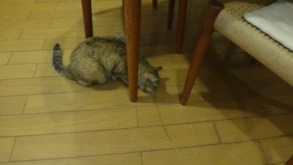 f:id:cafelegume:20180628212828j:plain f:id:cafelegume:20180628212828j:plain