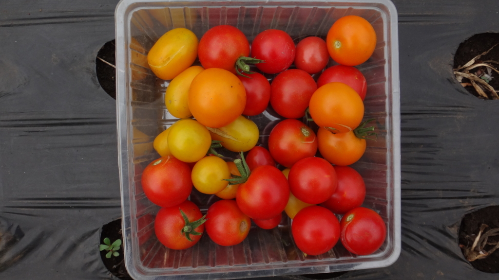 f:id:cafelegume:20180707223754j:plain