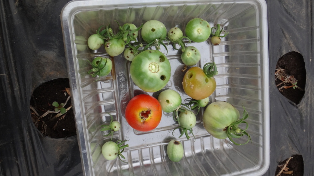 f:id:cafelegume:20180707224130j:plain