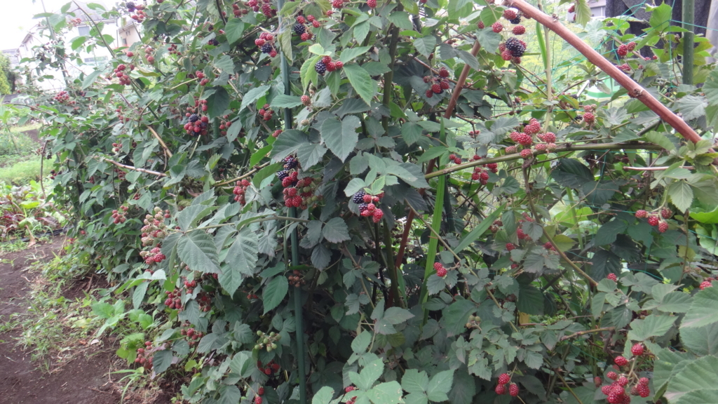 f:id:cafelegume:20180707225648j:plain