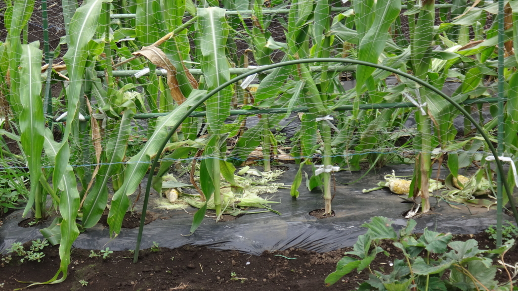 f:id:cafelegume:20180708205157j:plain