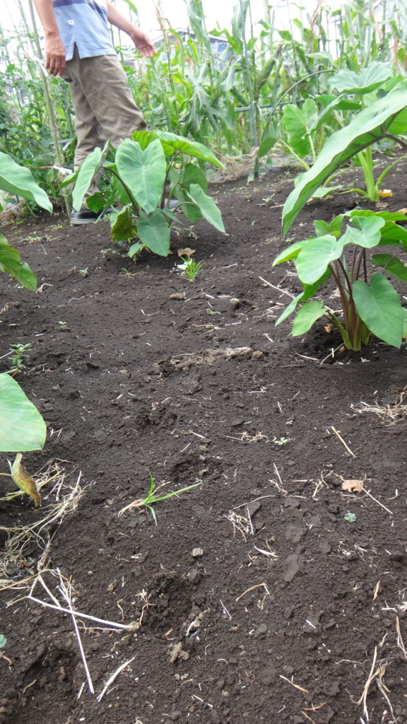 f:id:cafelegume:20180708205408j:plain